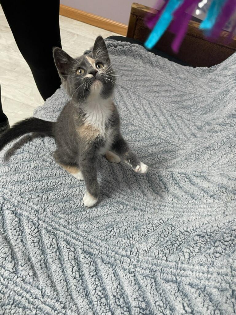 Cassie, an adopted Domestic Short Hair in Neillsville, WI image 1/6