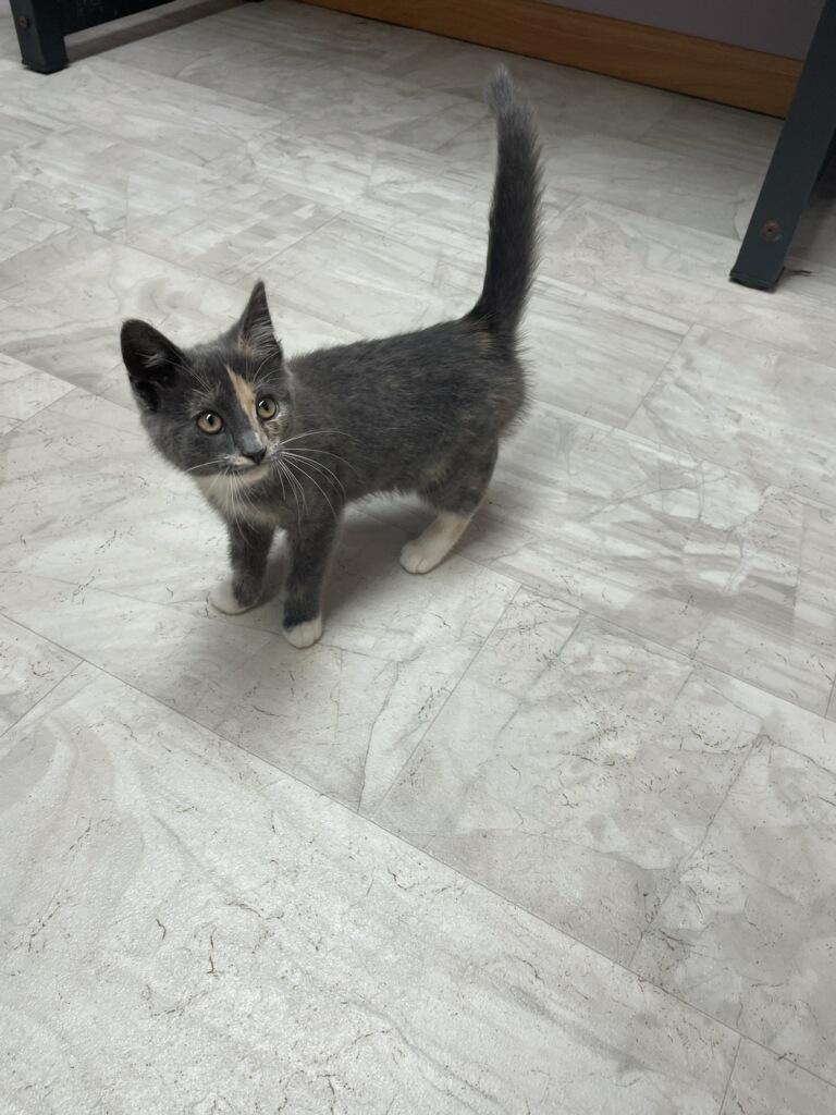Cassie, an adopted Domestic Short Hair in Neillsville, WI image 2/6