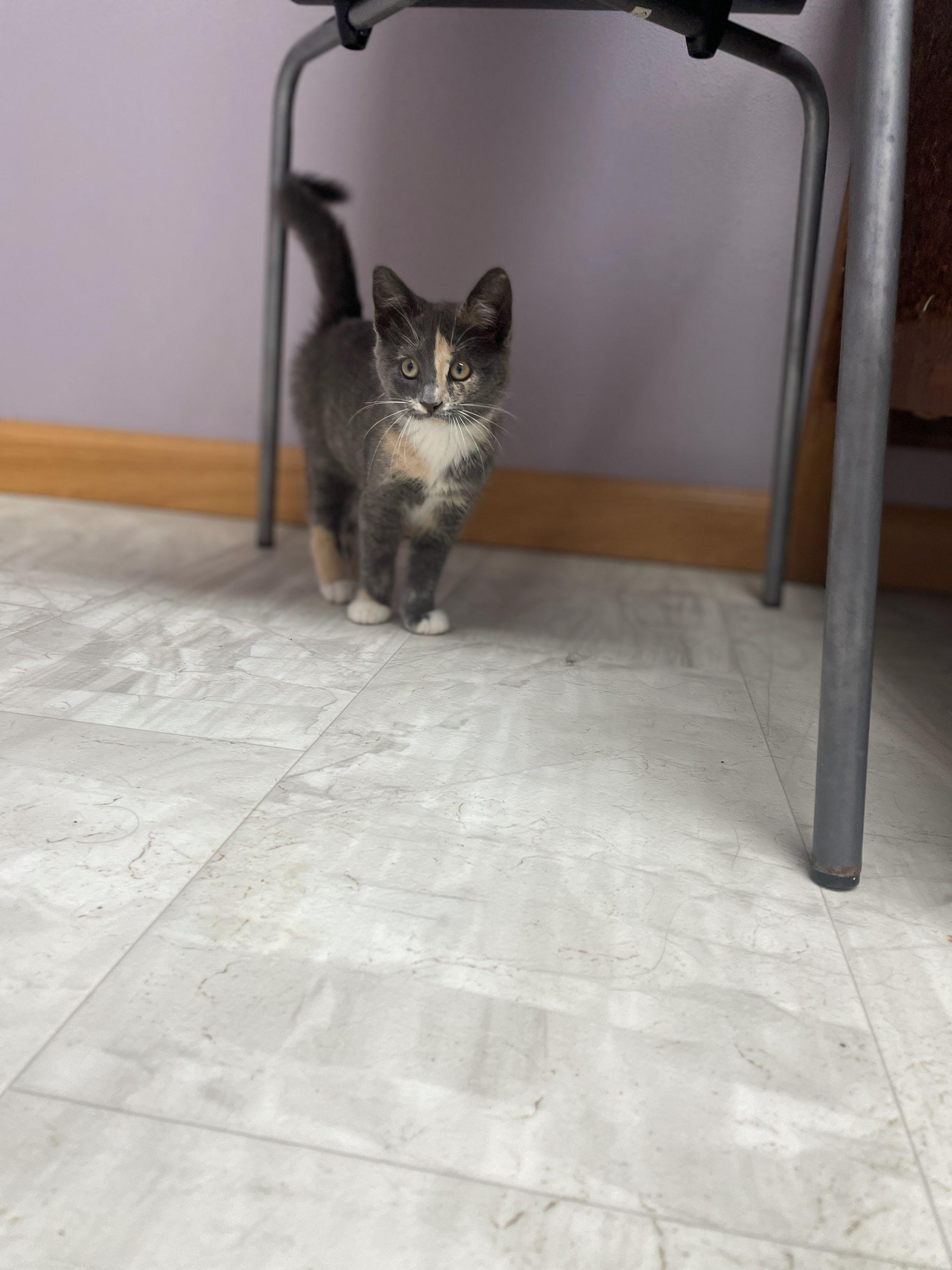 Cassie, an adopted Domestic Short Hair in Neillsville, WI image 5/6