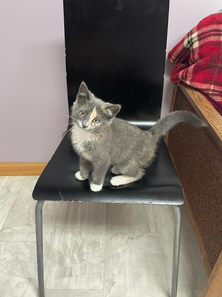 Cassie, an adopted Domestic Short Hair in Neillsville, WI image 4/6