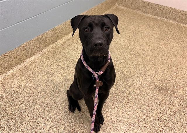 Enlarge JACK SPARROW, a Adoptable mixed breed in Colorado Springs, CO image 1/1