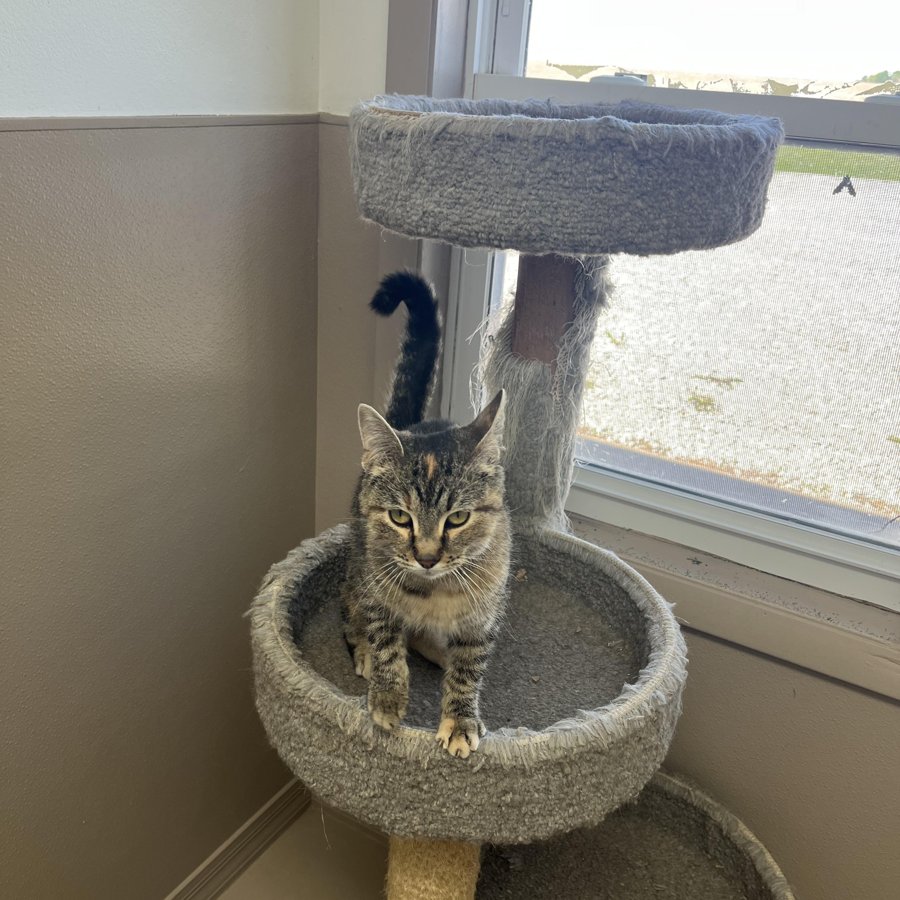 TOAST, a Adoptable Tabby in Carthage, IL image 3/5