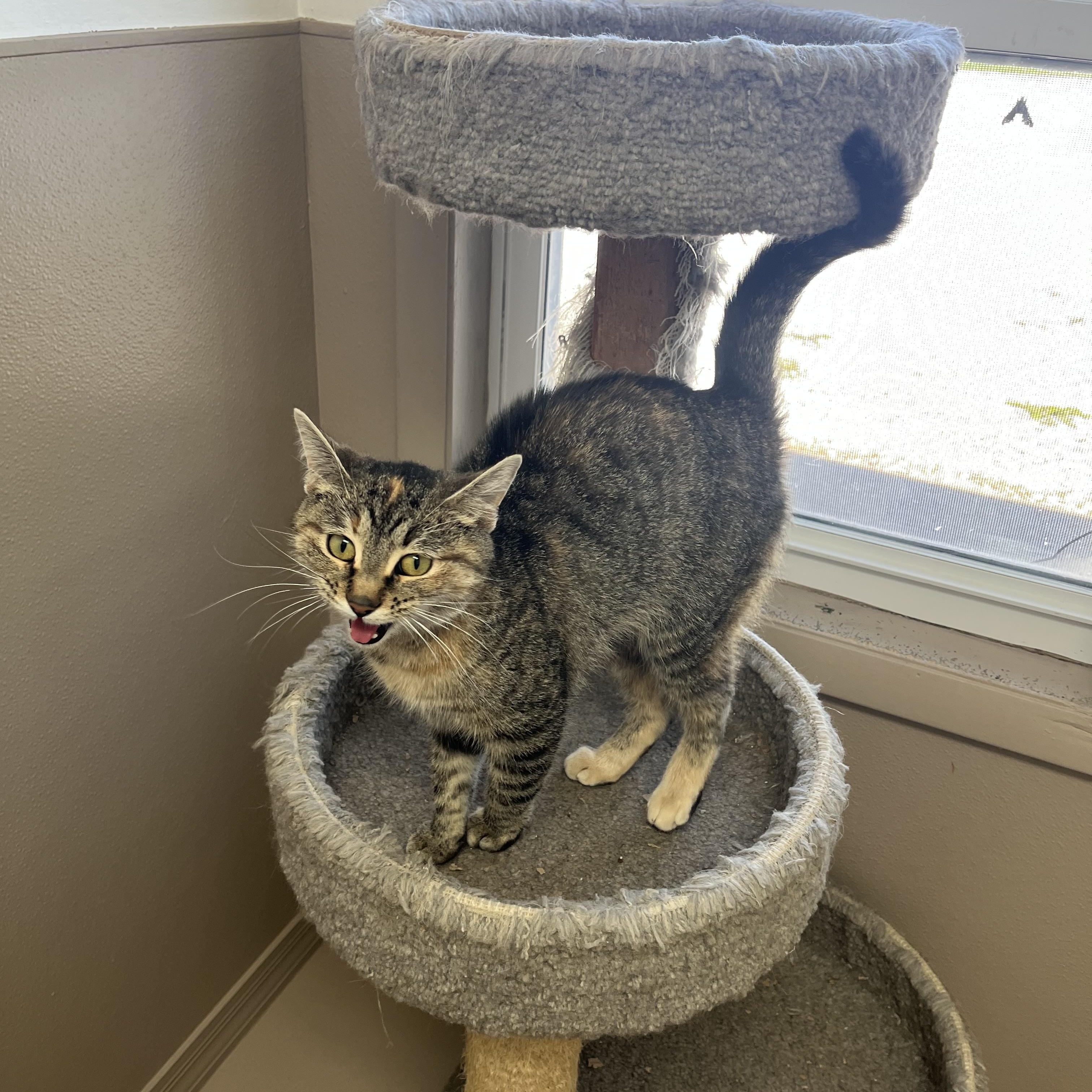 TOAST, a Adoptable Tabby in Carthage, IL image 1/5