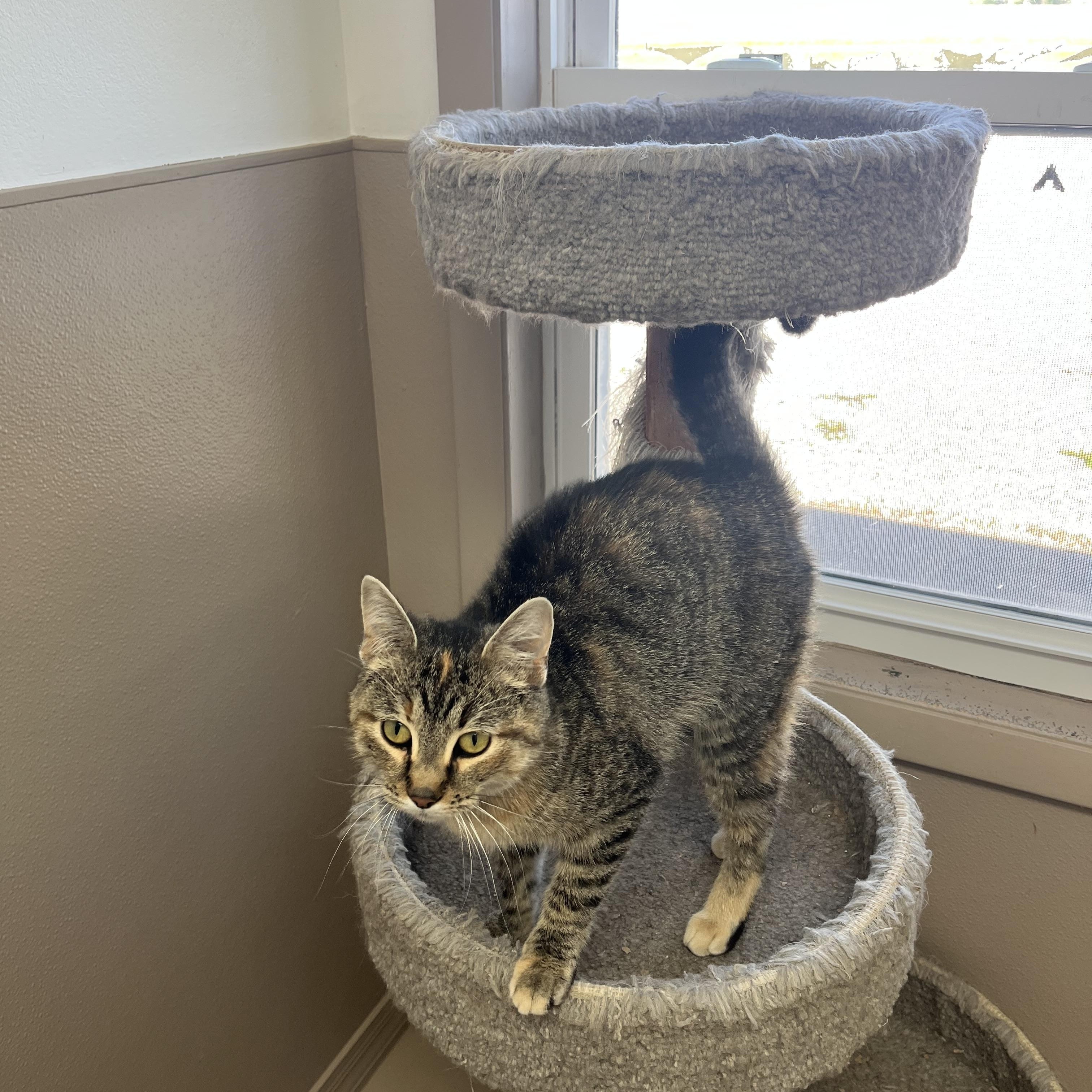 TOAST, a Adoptable Tabby in Carthage, IL image 2/5