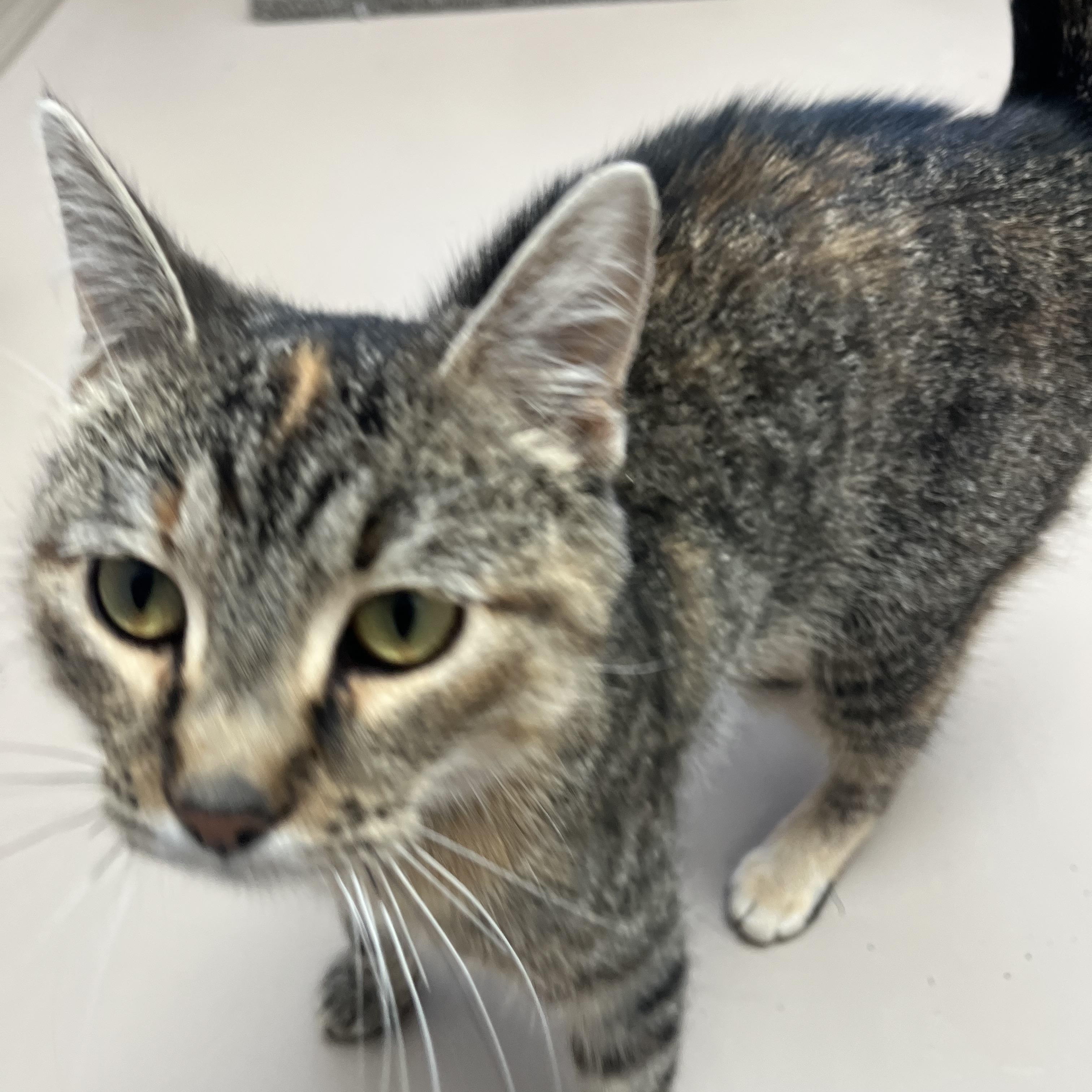 TOAST, a Adoptable Tabby in Carthage, IL image 4/5