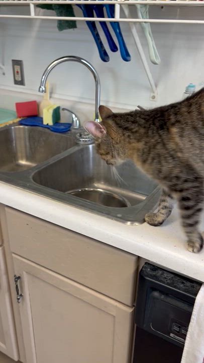 Enlarge TOAST, a Adoptable Tabby in Carthage, IL video 5/5