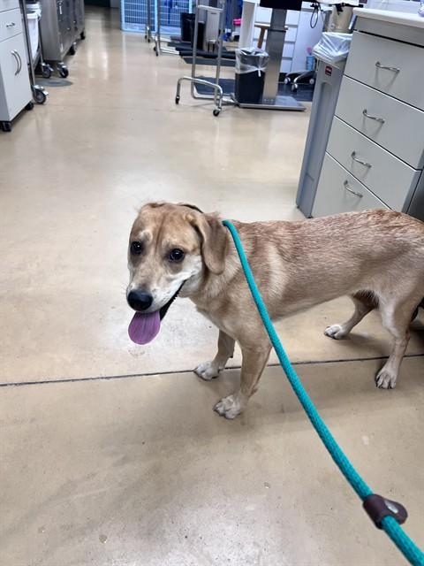 Enlarge DUCKIE, a Adoptable mixed breed in Minneapolis, MN image 1/1