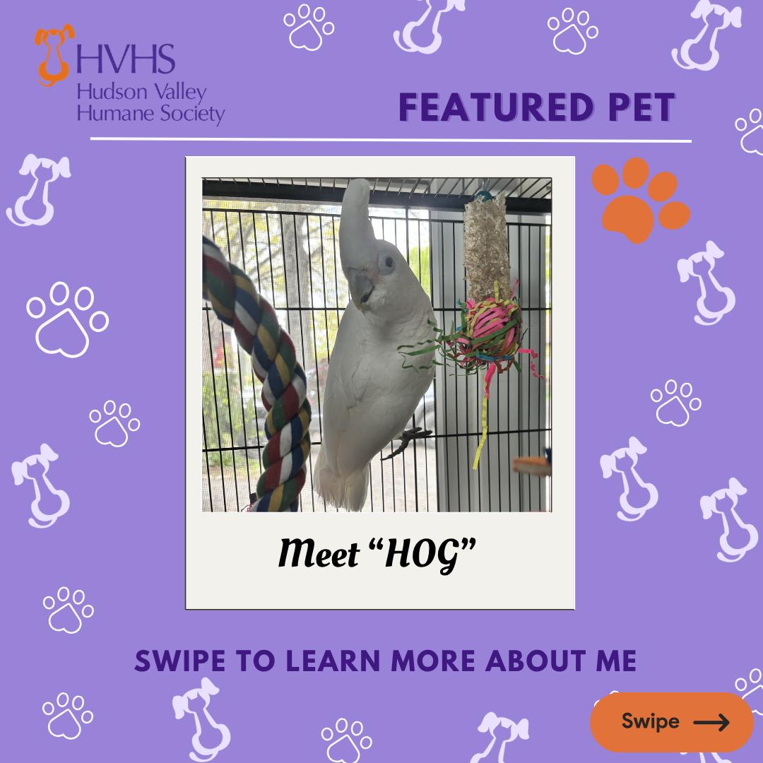 Enlarge HOG, a ADOPTABLE mixed breed in Pomona, NY image 1/2