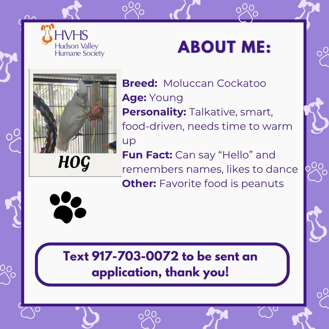 Enlarge HOG, a ADOPTABLE mixed breed in Pomona, NY image 2/2
