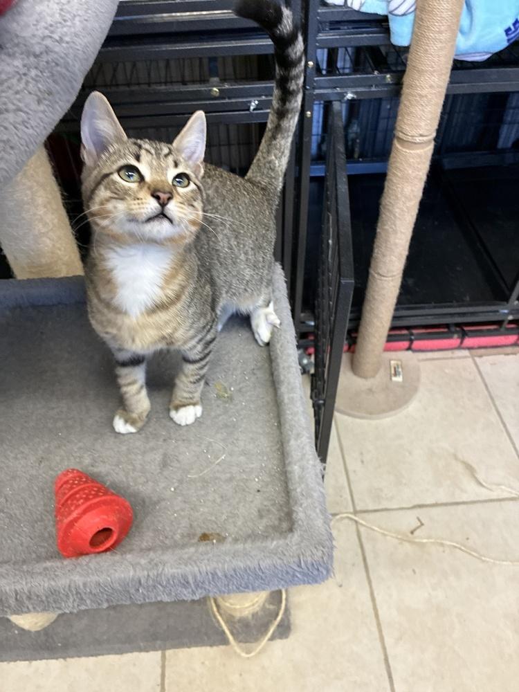 Enlarge Freddy Fazbear, a Adopted Domestic Short Hair in Randolph, MA image 1/2