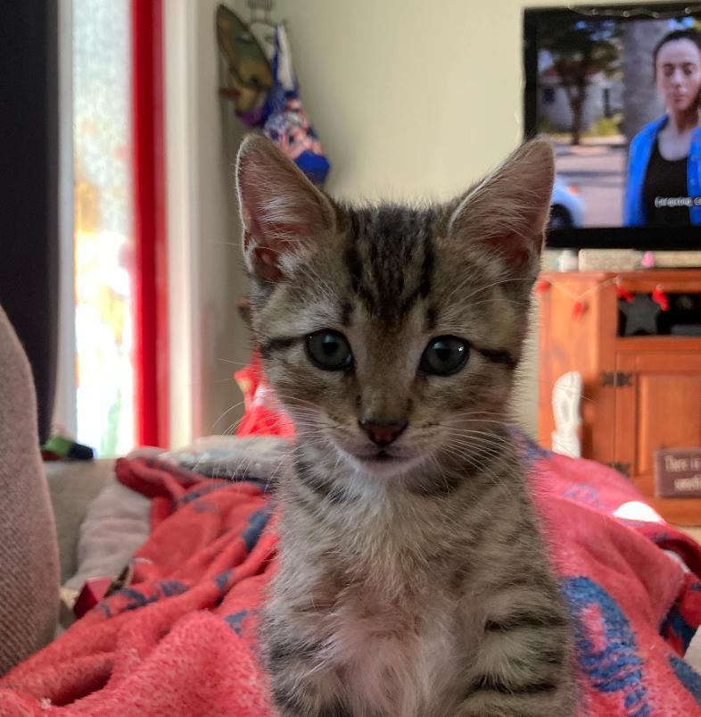 Enlarge Freddy Fazbear, a Adopted Domestic Short Hair in Randolph, MA image 2/2