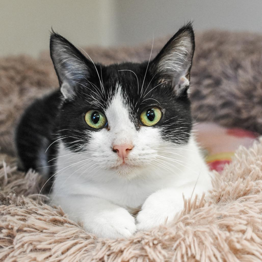 Patches, Adoptable, Kitten Female Domestic Short Hair.