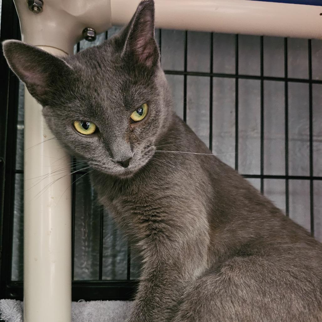 Birch, a Adoptable Domestic Short Hair in Columbus, NC image 1/3