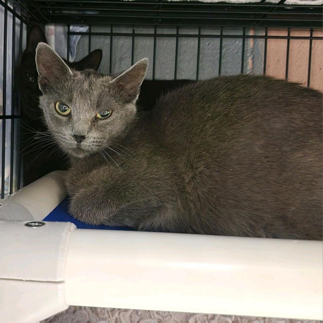 Birch, a Adoptable Domestic Short Hair in Columbus, NC image 3/3