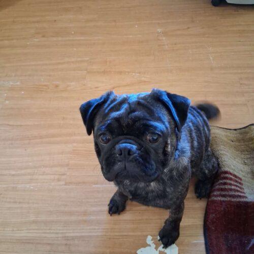 Magnum, Adoptable, Young Male Pug.