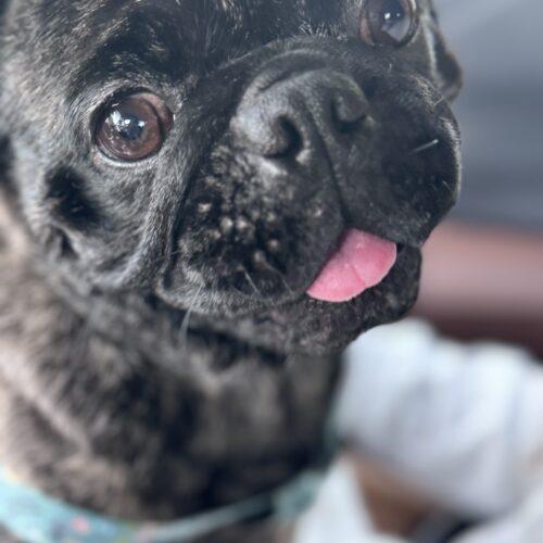 Enlarge Magnum, a Adoptable Pug in Seattle, WA image 2/3