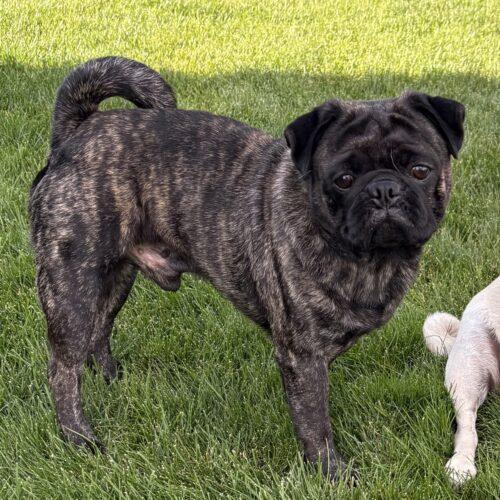 Enlarge Magnum, a Adoptable Pug in Seattle, WA image 3/3