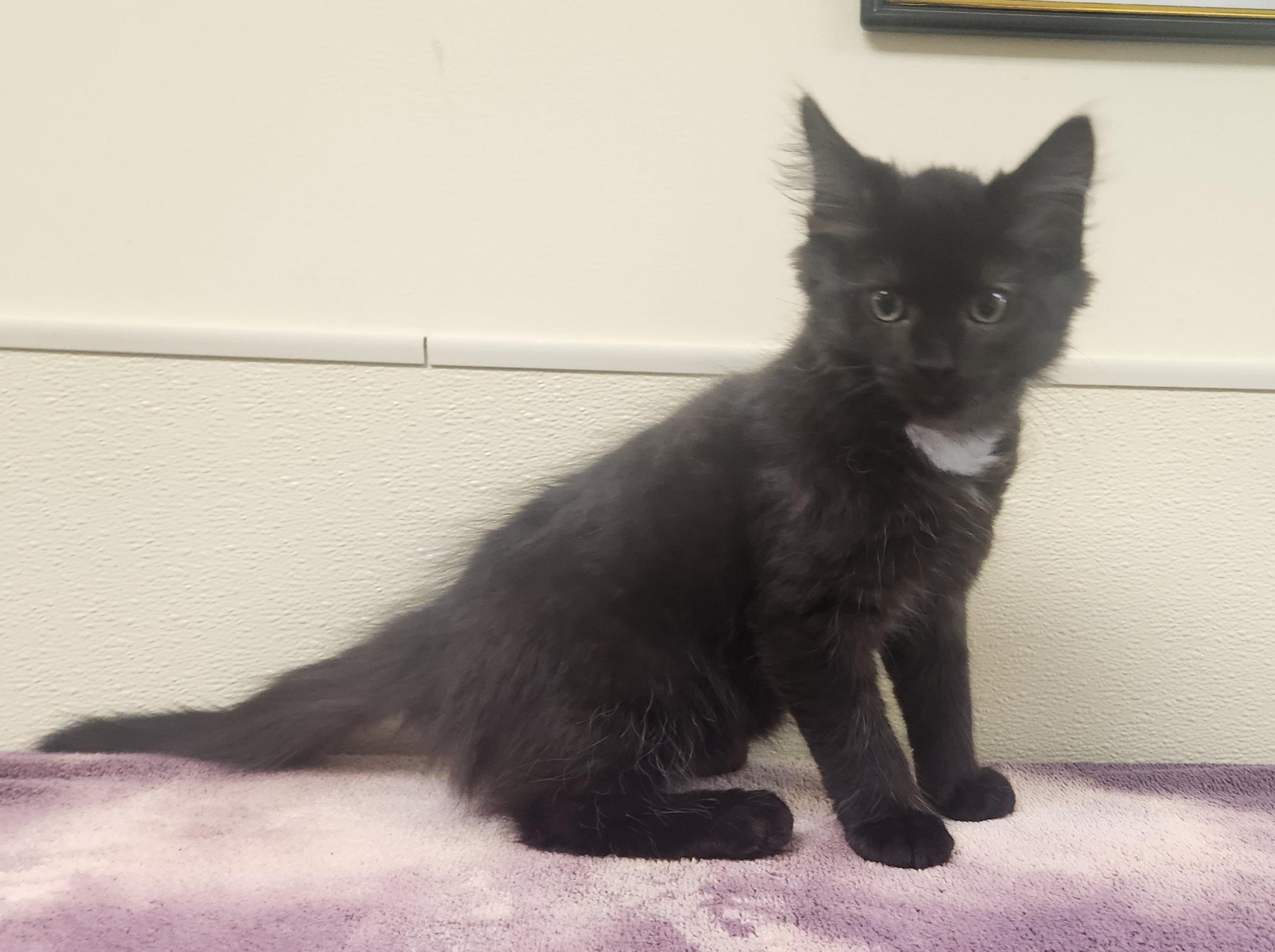 Bagheera, an adopted Domestic Medium Hair in Clayton, NJ image 2/2