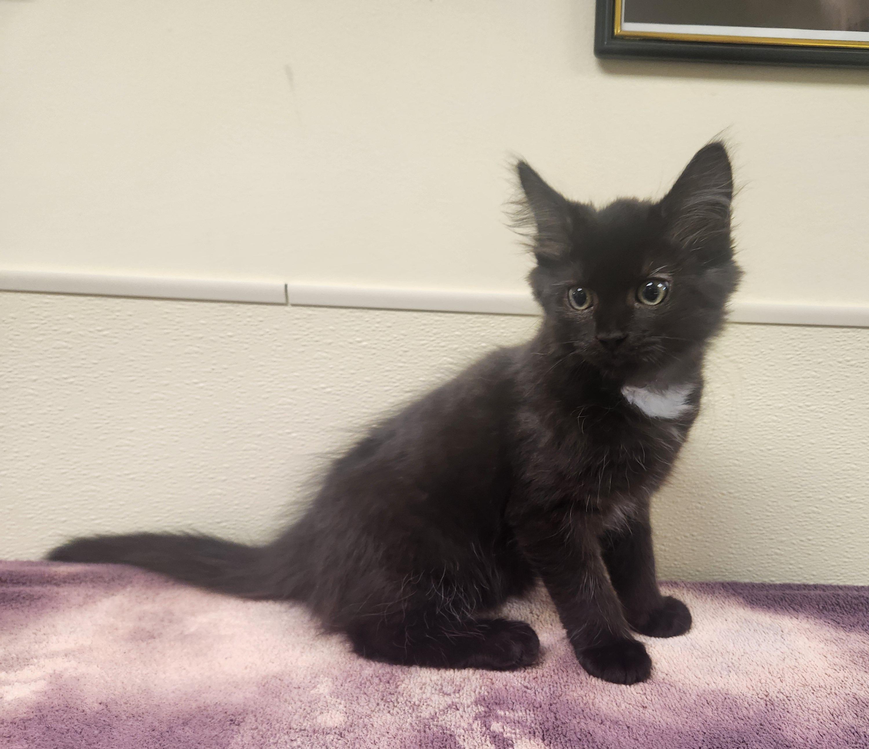 Bagheera, adopted, Kitten Male Domestic Medium Hair.