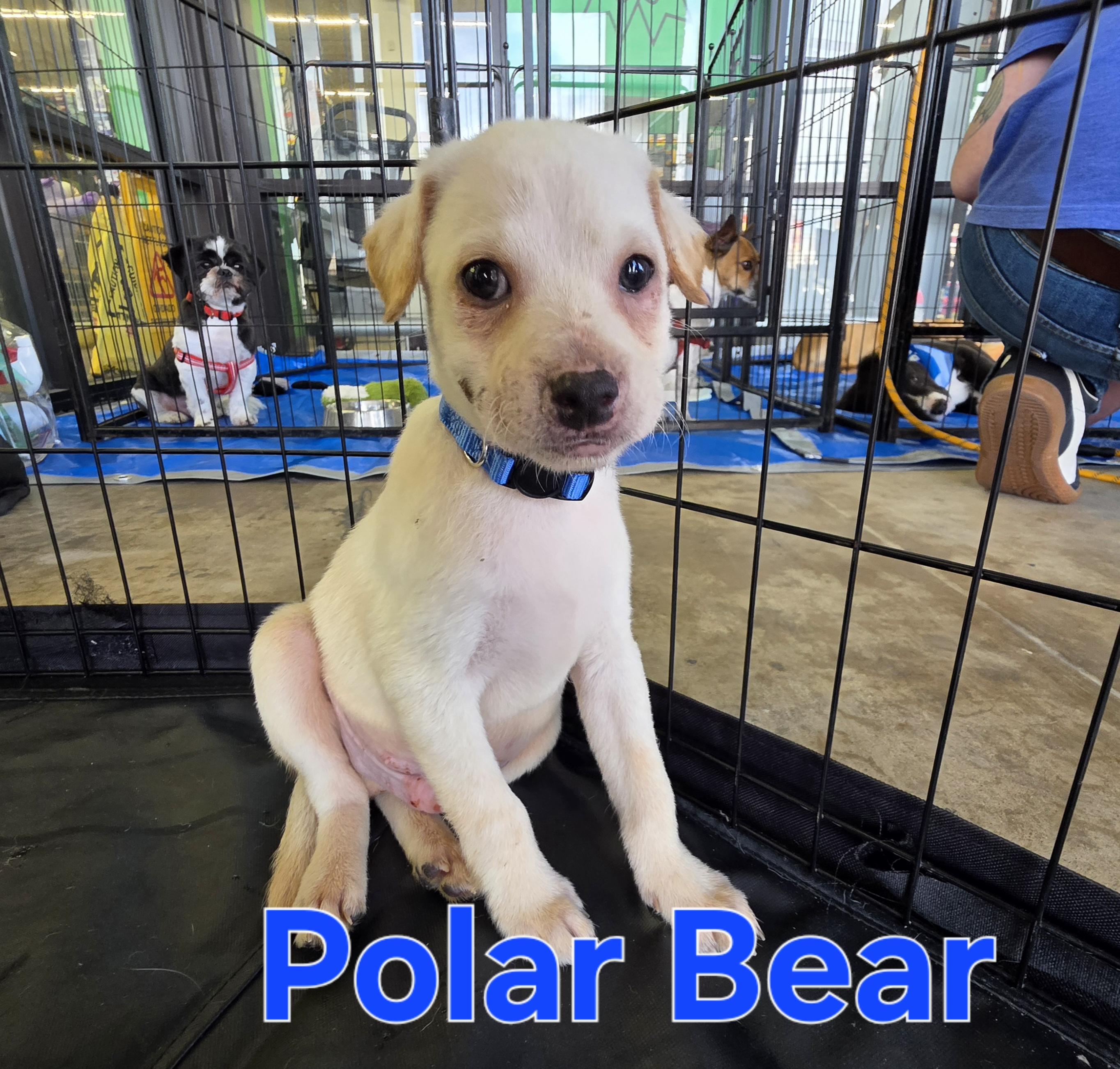 Enlarge Pippin, an adopted Chihuahua in Dallas, TX image 5/6