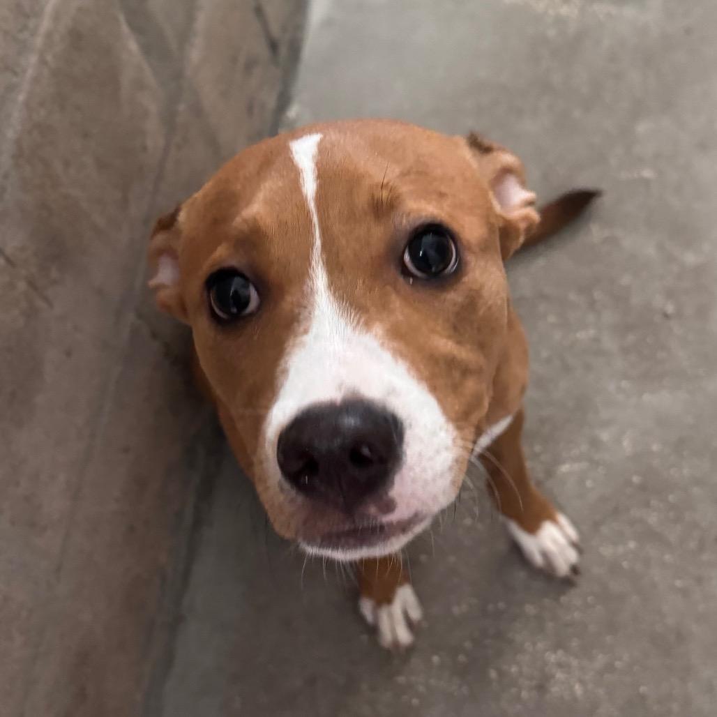 Enlarge Grouper, a Adoptable mixed breed in Tampa, FL image 1/2