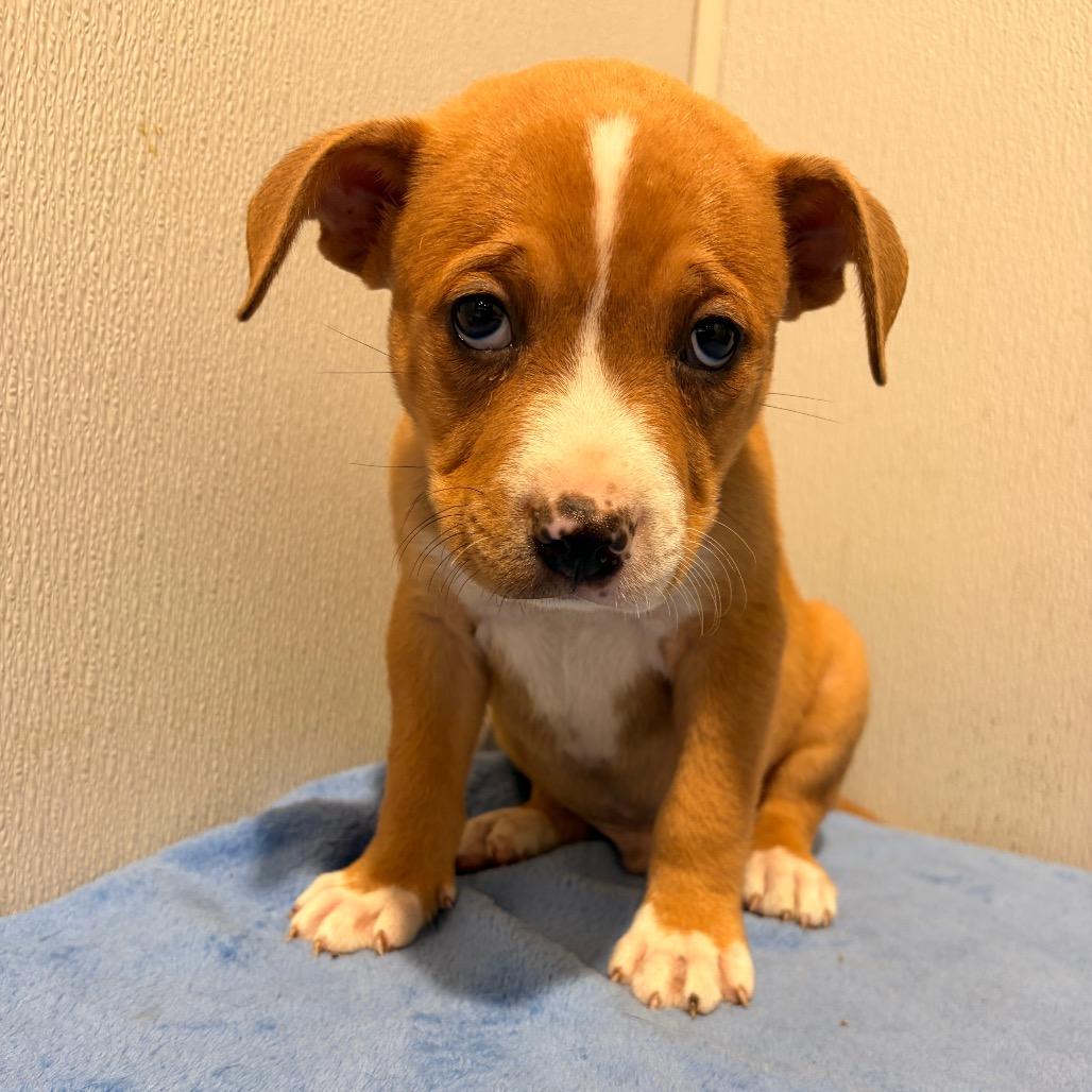 Enlarge Grouper, a Adoptable mixed breed in Tampa, FL image 2/2