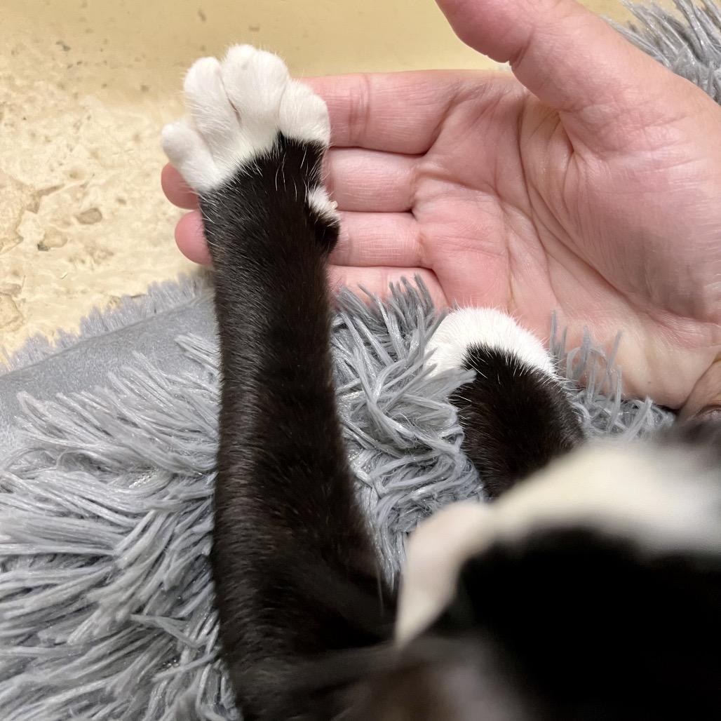 Sylvester, a Adoptable Domestic Short Hair in Morgan Hill, CA image 2/6