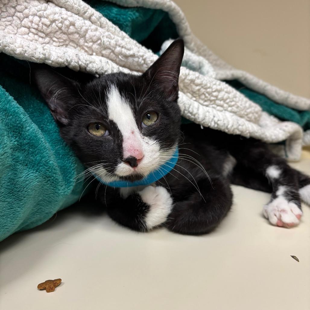 Sylvester, a Adoptable Domestic Short Hair in Morgan Hill, CA image 3/6