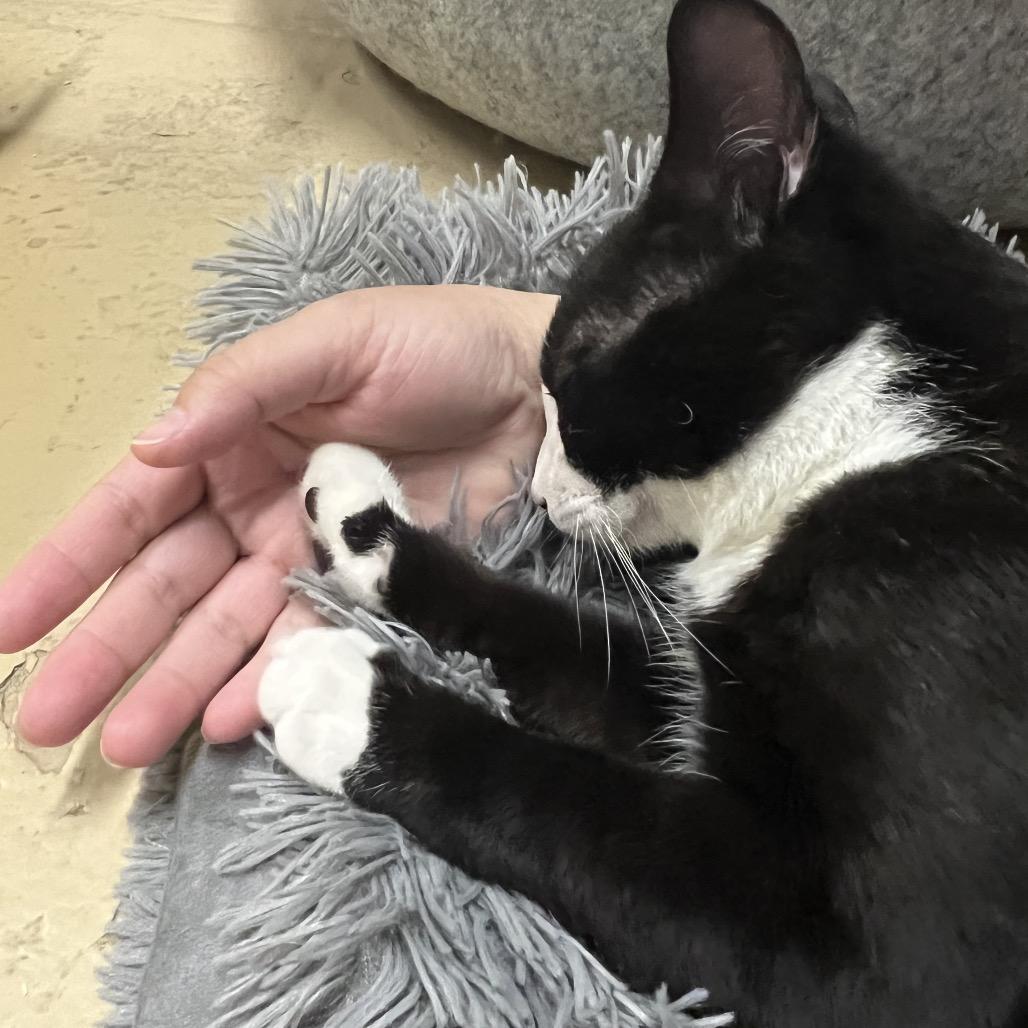 Sylvester, a Adoptable Domestic Short Hair in Morgan Hill, CA image 4/6