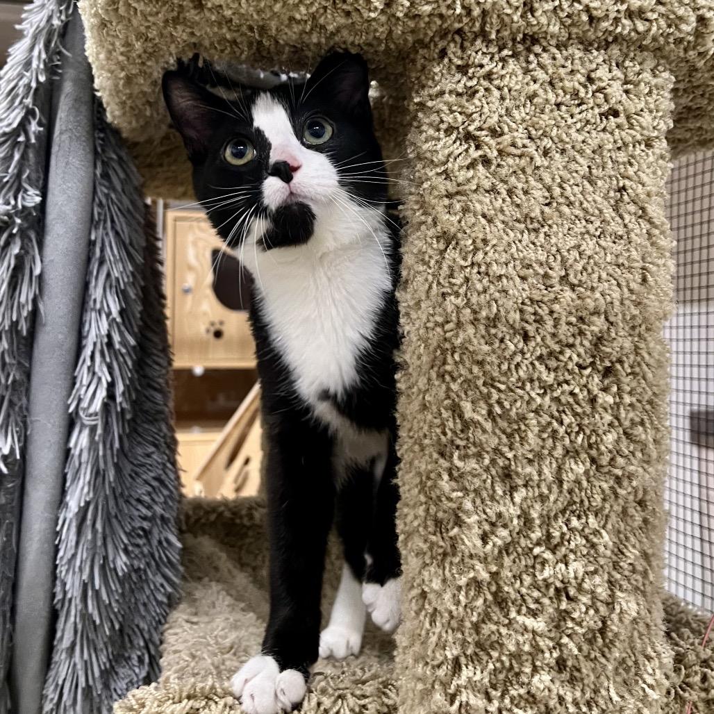 Sylvester, a Adoptable Domestic Short Hair in Morgan Hill, CA image 5/6