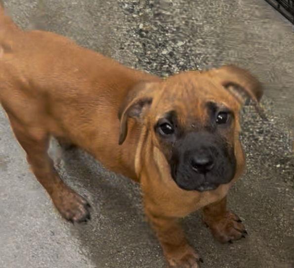 Kelly, Adopted, Young Female Boxer & Cane Corso.