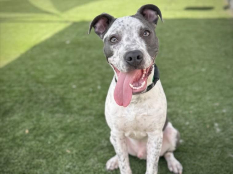BANDIT, Adoptable, Young Male Pit Bull Terrier & Mixed Breed.