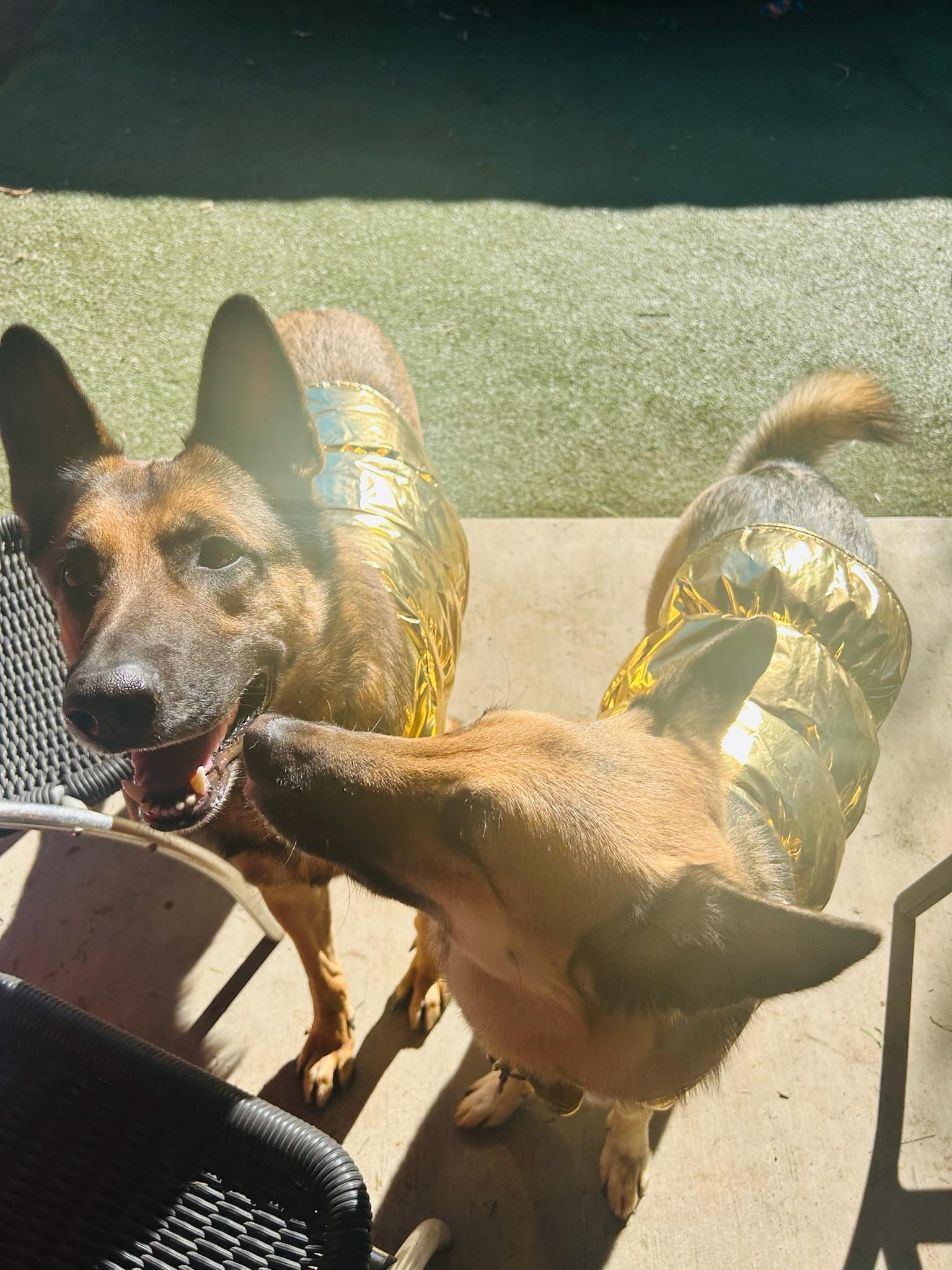 Enlarge Bear, a Adoptable German Shepherd Dog in Beverly Hills , CA image 4/6