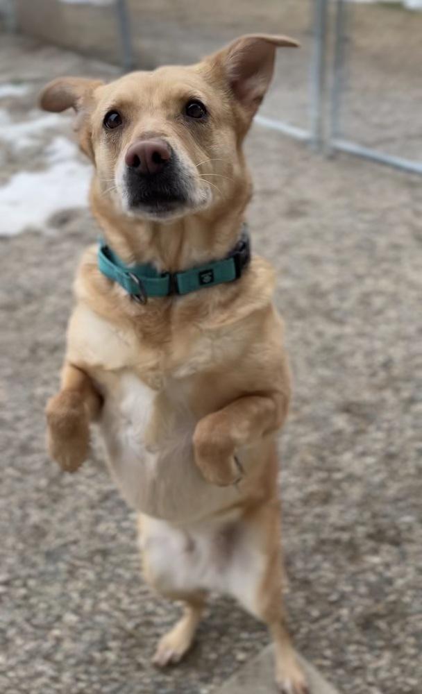 Enlarge Khloe, a Adoptable mixed breed in Bemidji, MN image 1/3