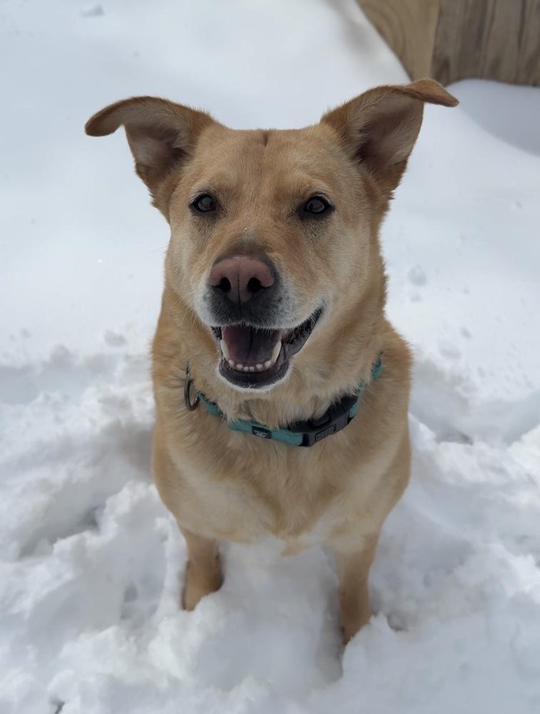 Enlarge Khloe, a Adoptable mixed breed in Bemidji, MN image 2/4