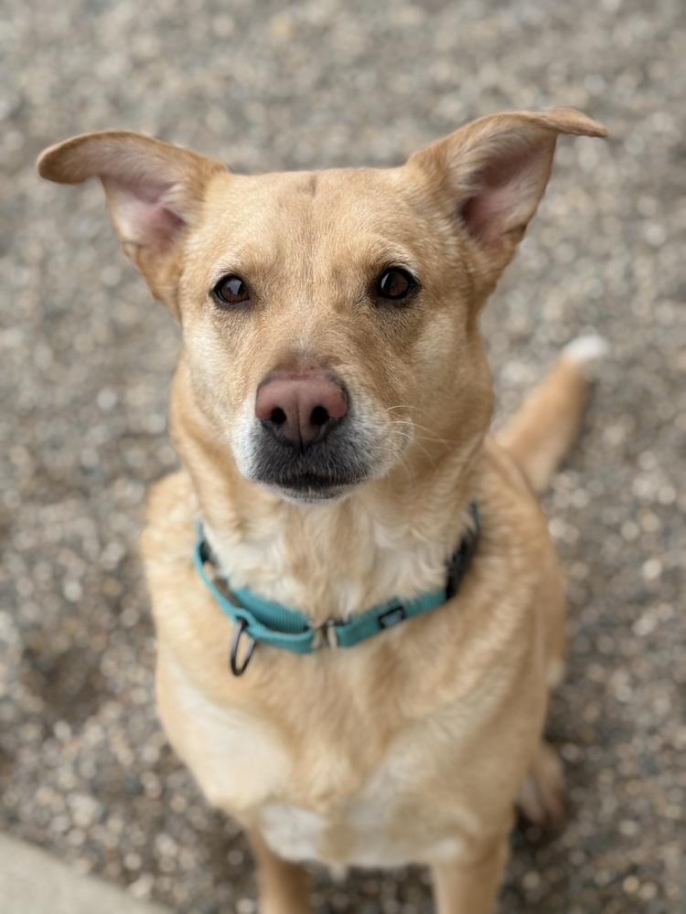 Enlarge Khloe, a Adoptable mixed breed in Bemidji, MN image 2/3