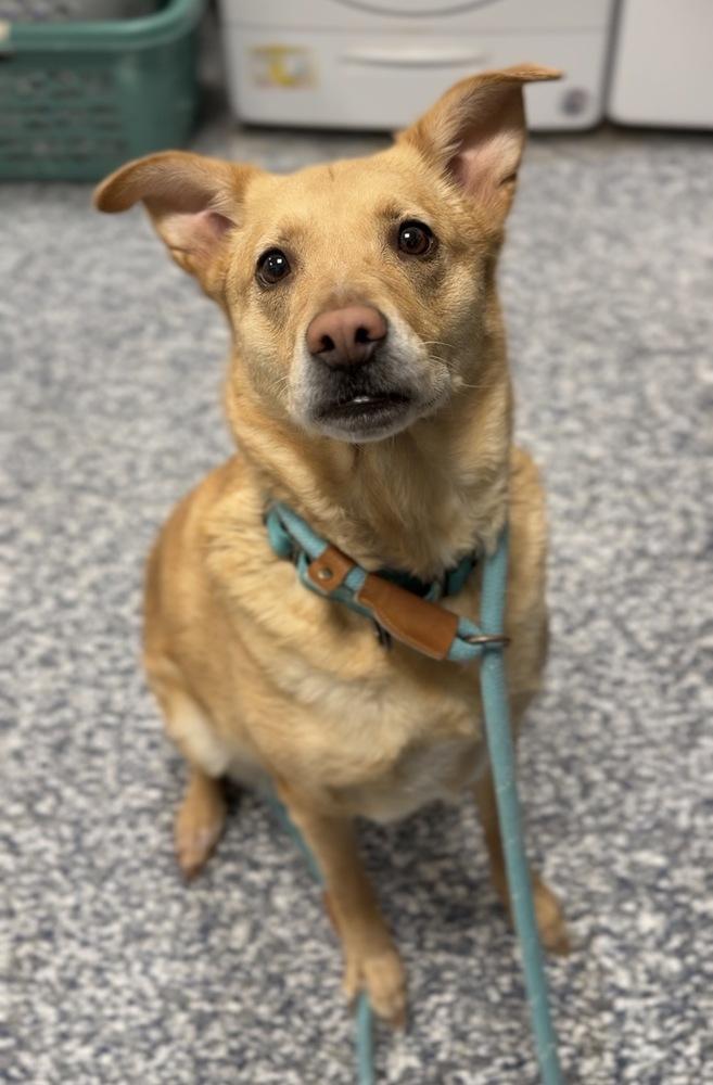 Enlarge Khloe, a Adoptable mixed breed in Bemidji, MN image 3/3