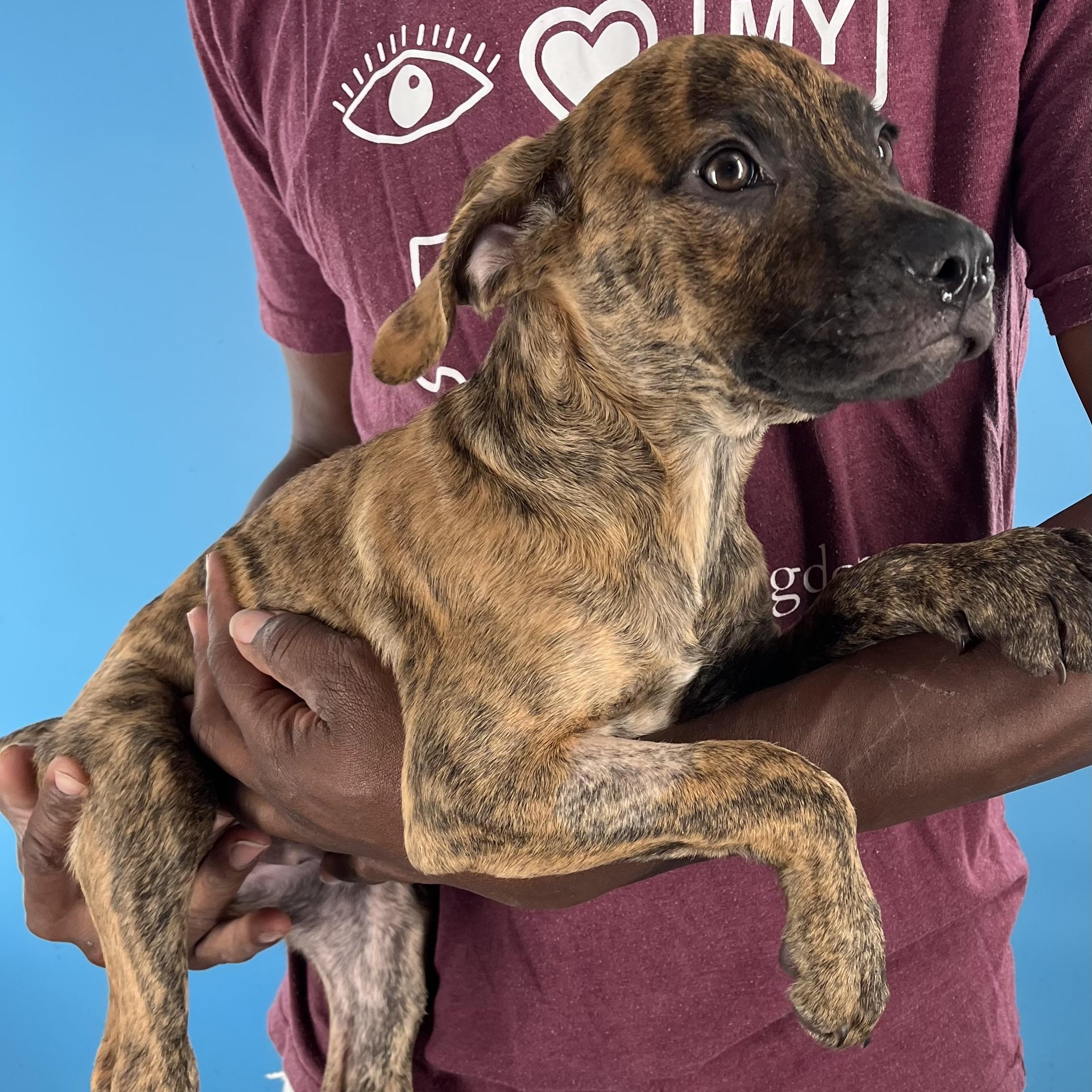 Allie - Local August 22-24, Baby Female unknown
