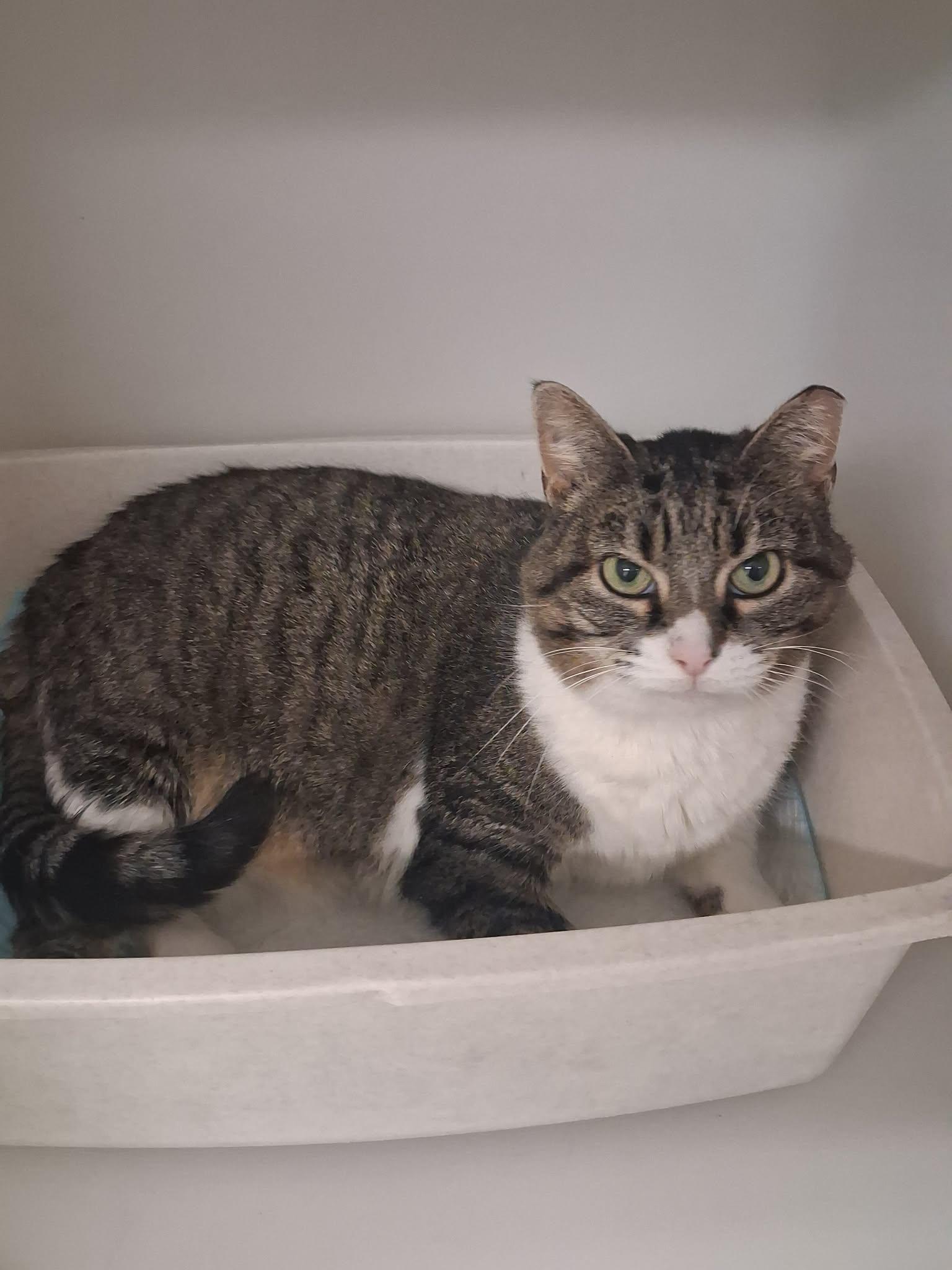 Enlarge Koala, a ADOPTABLE Domestic Short Hair in Roosevelt, UT image 2/2