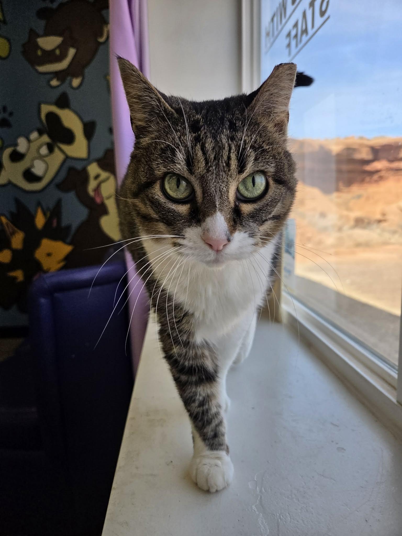 Enlarge Koala, a ADOPTABLE Domestic Short Hair in Roosevelt, UT image 1/2