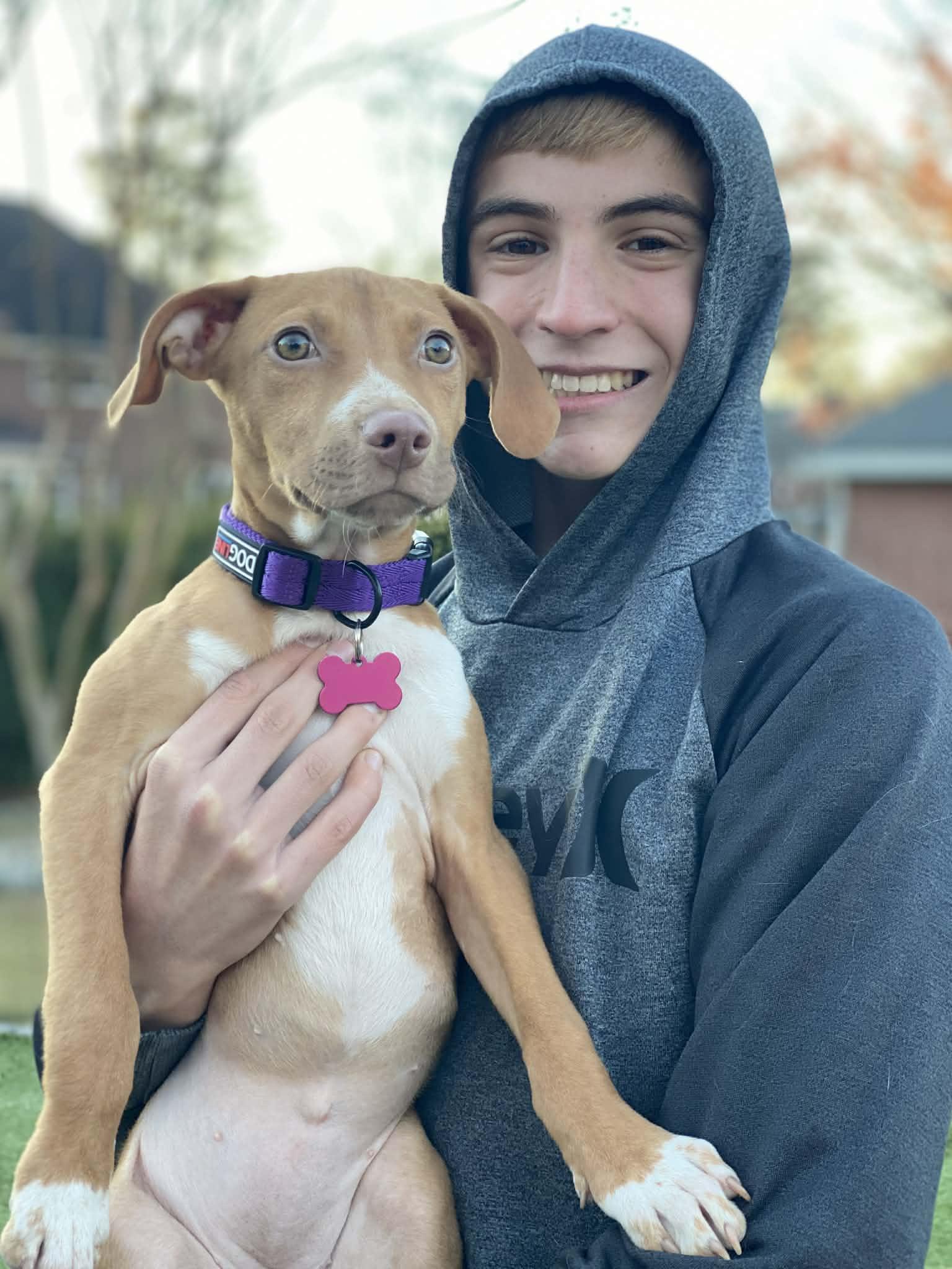 Enlarge TOFFEE, a Adoptable mixed breed in Spokane, WA image 5/6