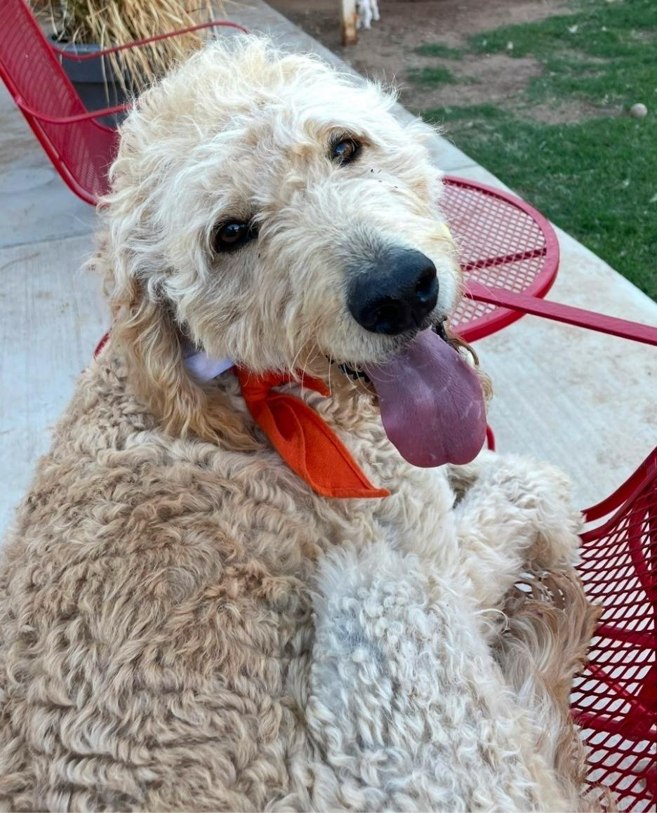 Enlarge Archie Bird, a ADOPTABLE Goldendoodle in Garland, TX image 4/4