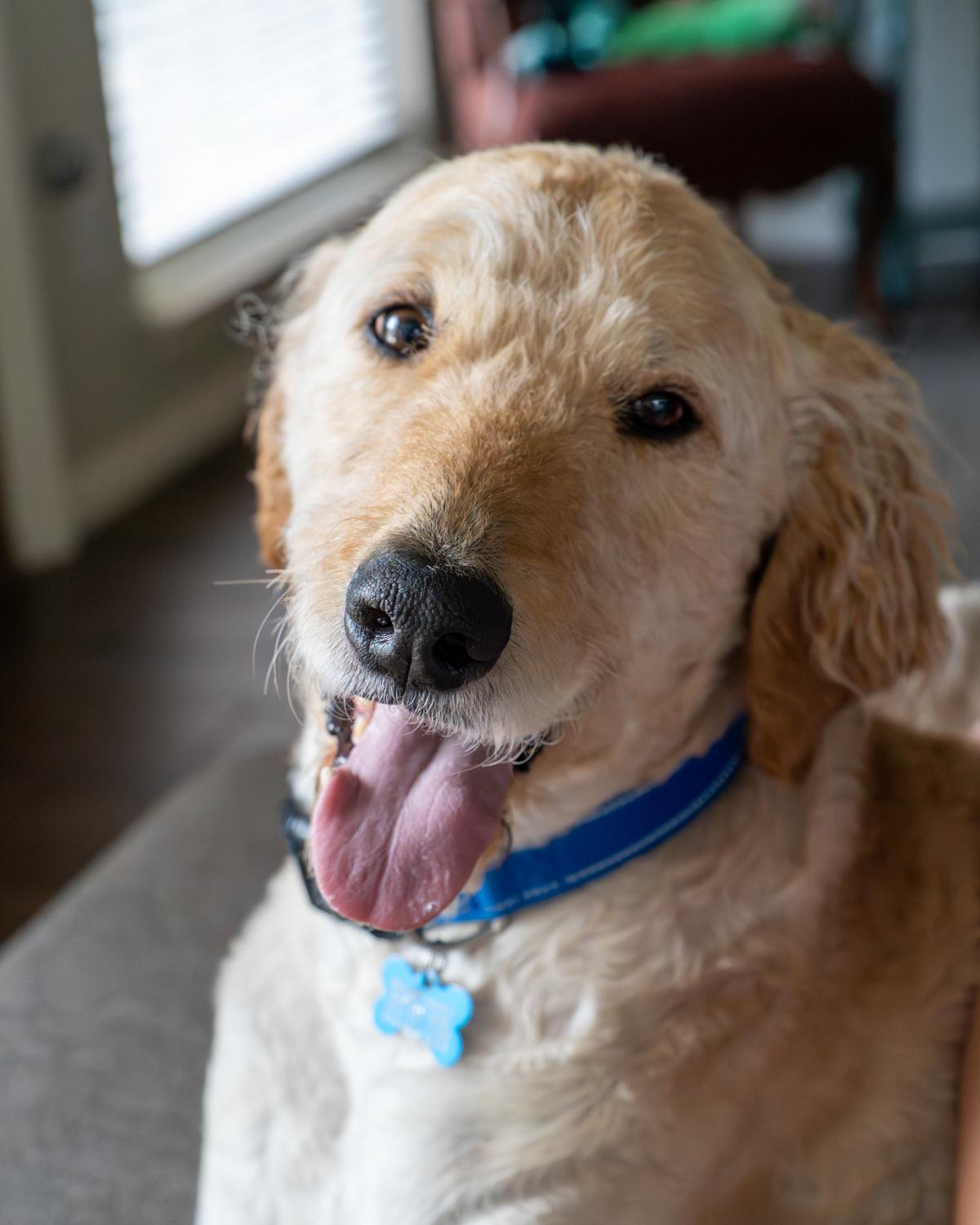 Enlarge Archie Bird, a ADOPTABLE Goldendoodle in Garland, TX image 2/4
