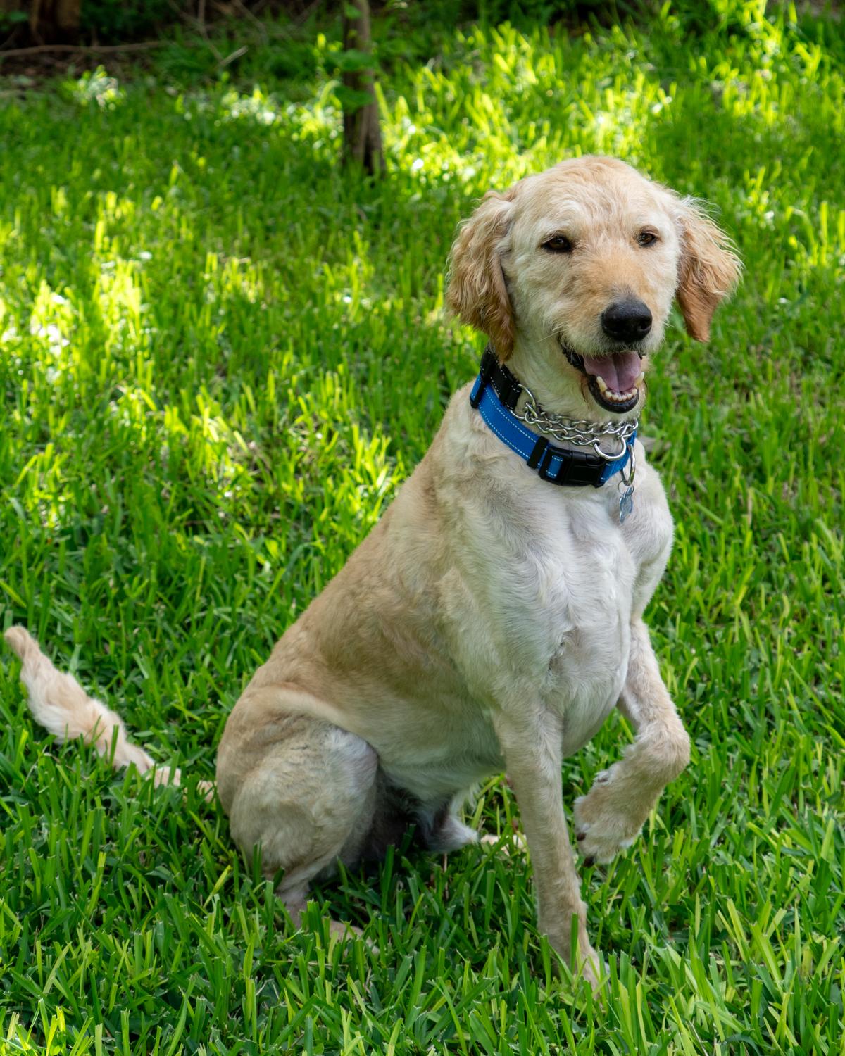 Enlarge Archie Bird, a ADOPTABLE Goldendoodle in Garland, TX image 3/4