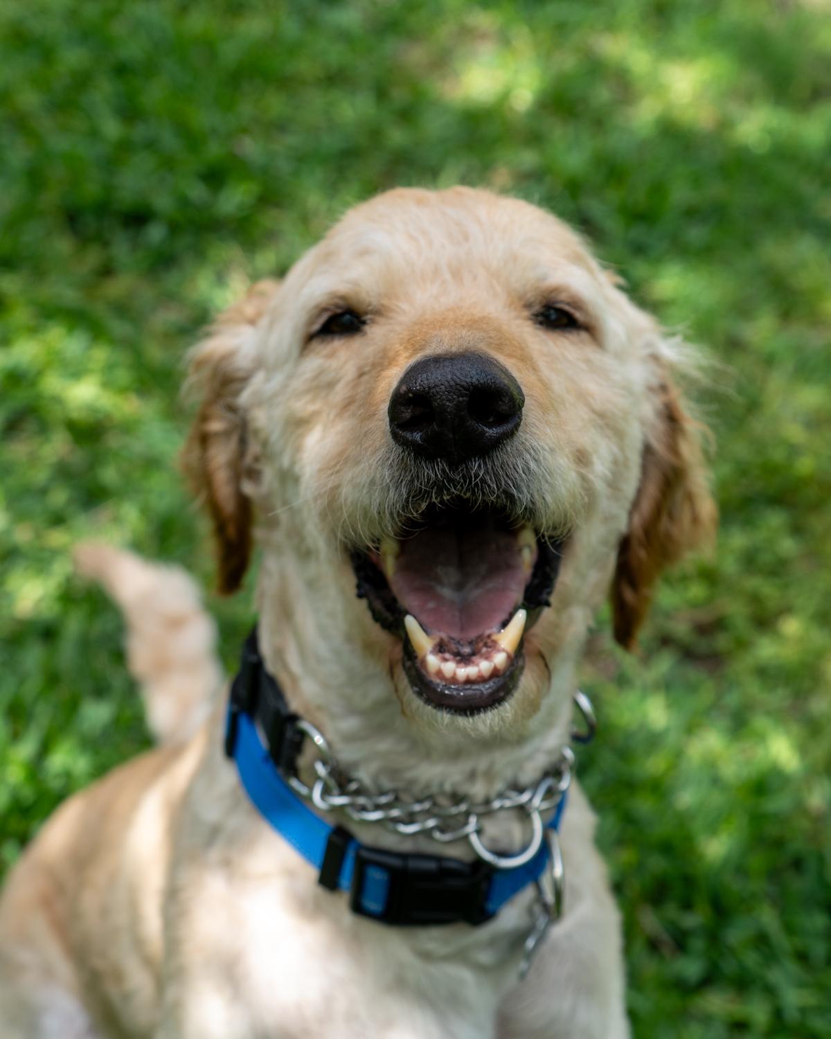 Enlarge Archie Bird, a ADOPTABLE Goldendoodle in Garland, TX image 1/4