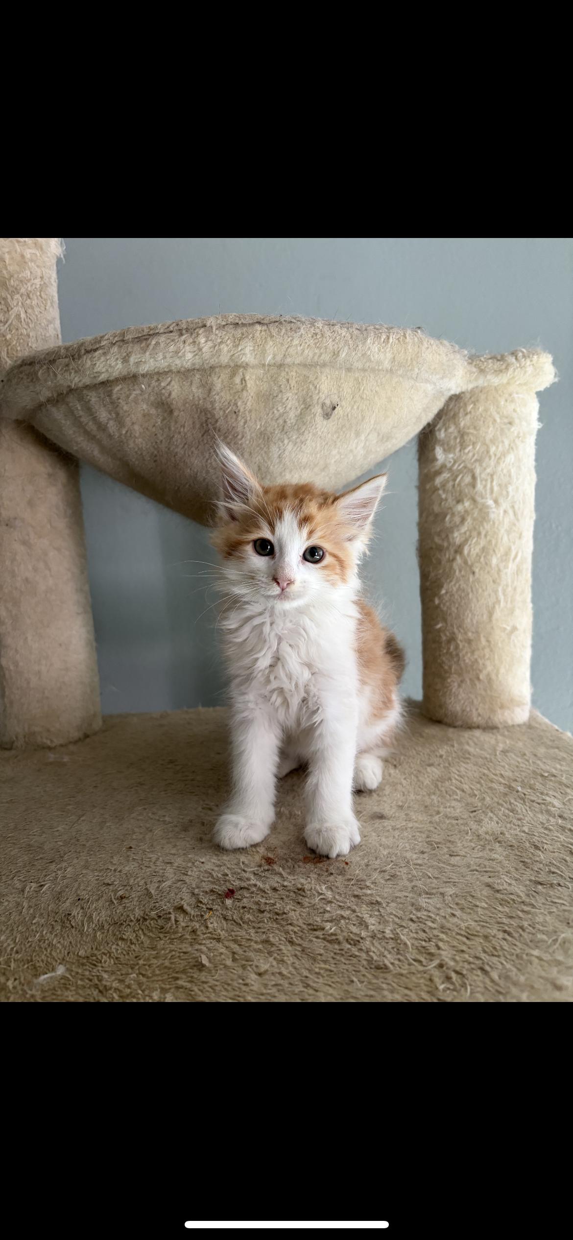 Super man, a Adopted Domestic Long Hair in Palmdale, CA image 1/2