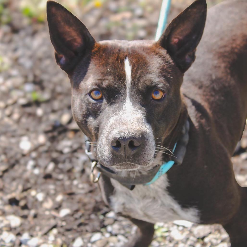Enlarge Otis, a Adoptable mixed breed in Princeton, KY image 1/4