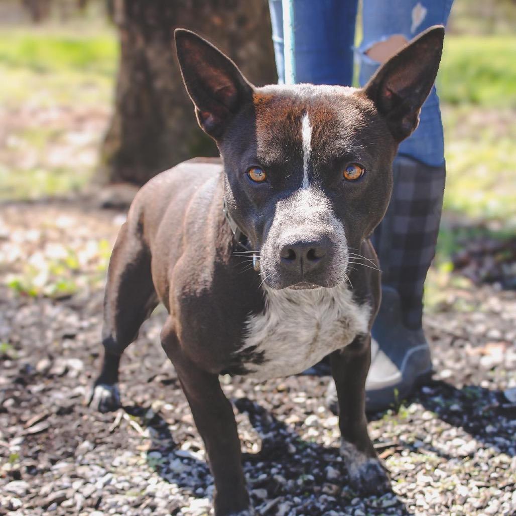 Enlarge Otis, a Adoptable mixed breed in Princeton, KY image 3/4