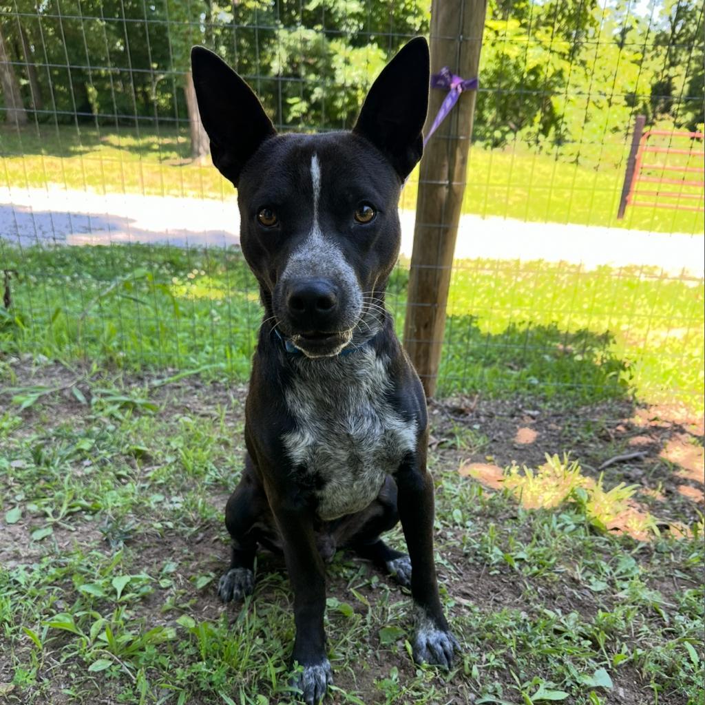 Enlarge Otis, a Adoptable mixed breed in Princeton, KY image 4/4