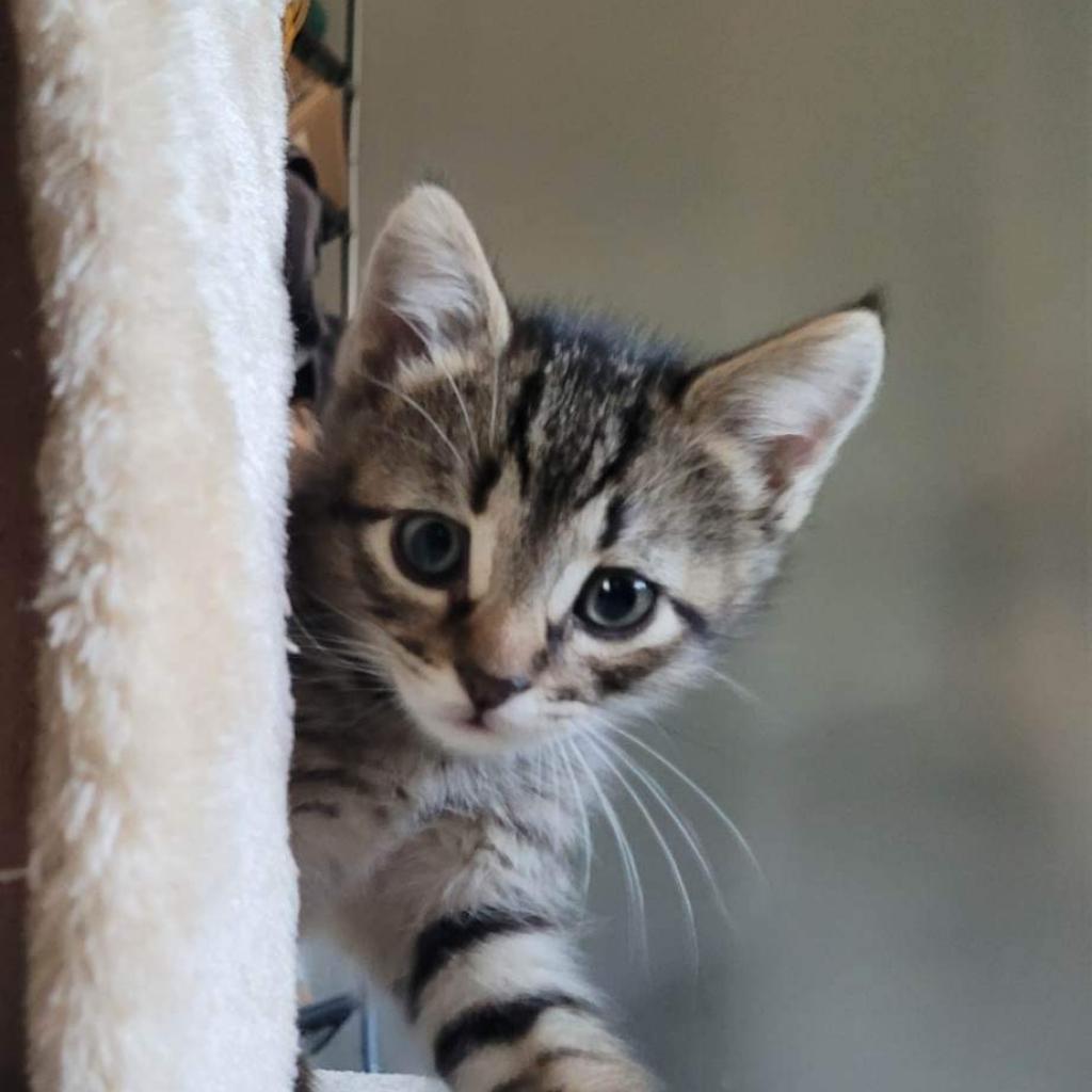 Enlarge Ginger, a Adoptable mixed breed in Nampa, ID image 1/5